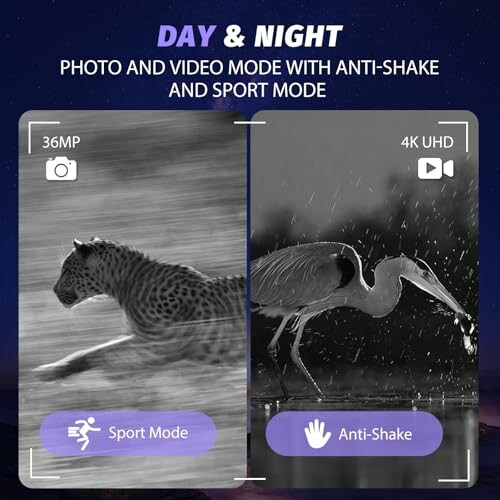 Comparison of sport mode and anti-shake features in camera settings with images of a running cheetah and a heron in rain.